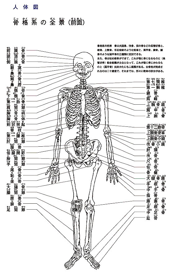人体図／骨格系の全景（前面）