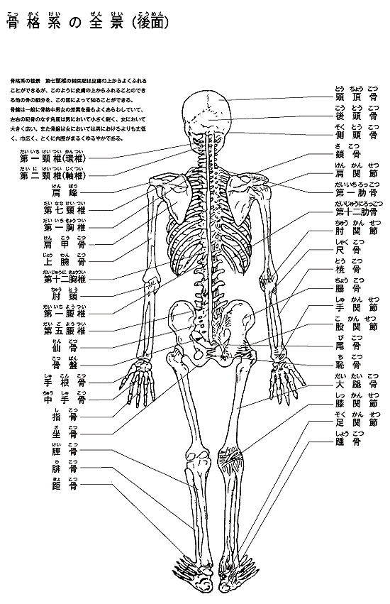 人体図／骨格系の全景（後面）