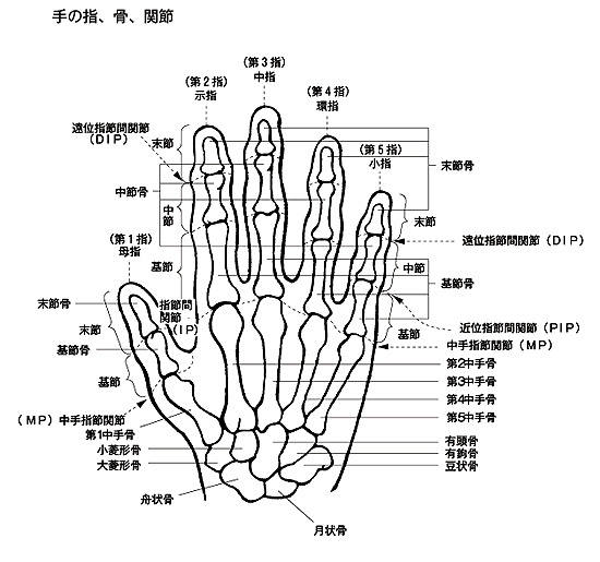 人体図／手の指、骨、関節