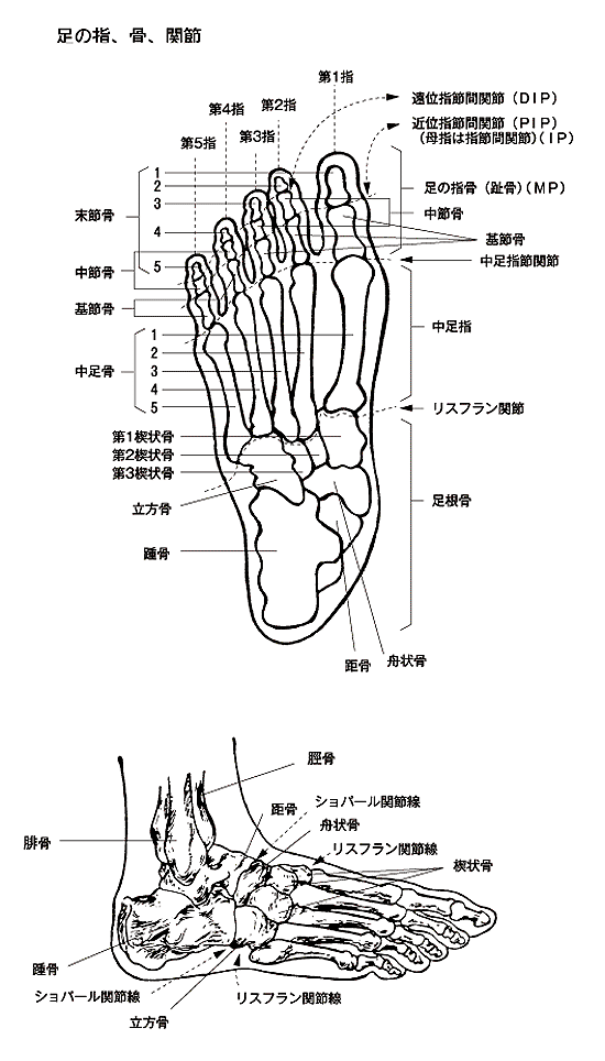 人体図／足の指、骨、関節
