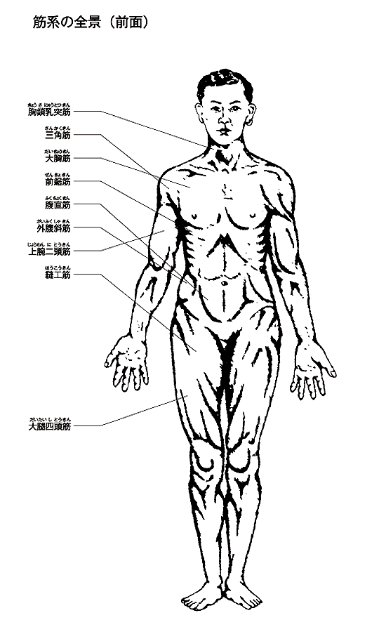 人体図／筋系の全景（前面）