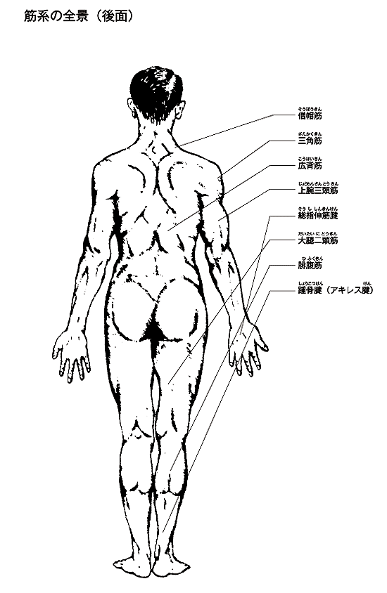 人体図／筋系の全景（後面）